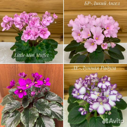 Фиалки мини