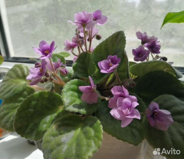 Комнатные растения:хойя,фиалка,алоэ,денежное дер
