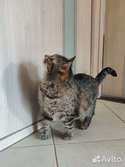 Кошка Шипучка
