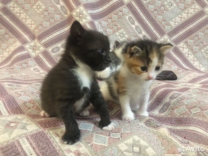 Котята в добрые руки бесплатно