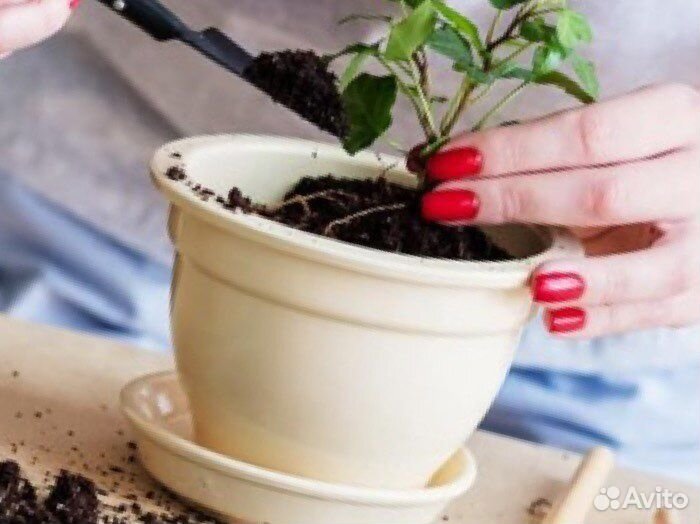 Земля плодородная