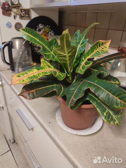 Протон Петра