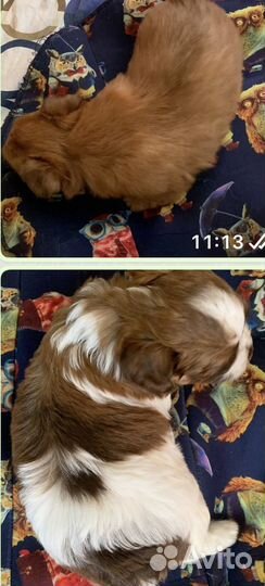 Йоркширский терьер мальчики