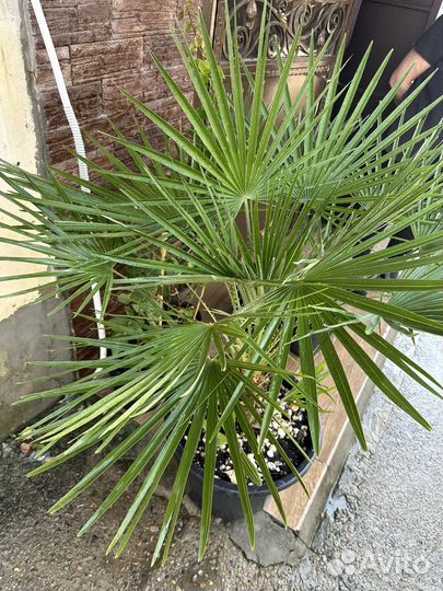 Пальма веерная