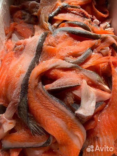 Обрезь форели морской