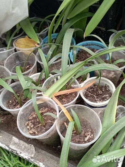 Белый и розовый гиппеаструм,зефирантес,алое,кливия