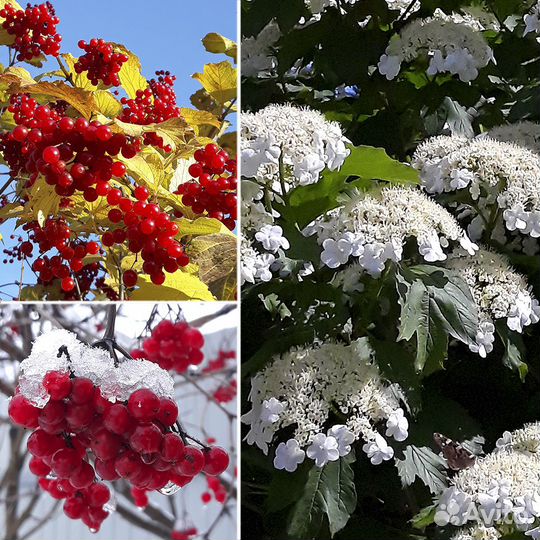 Декоративные садовые кустарники