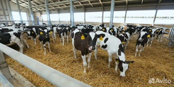 Холмогоры Голштины Бычок Теленок Телки