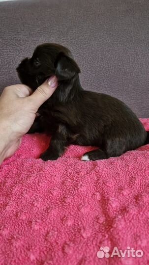 Шоколадные комочки счастья