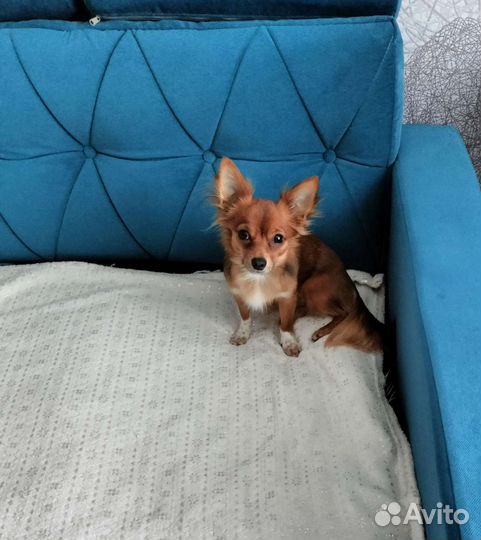 Вязка кабель чихуахуа