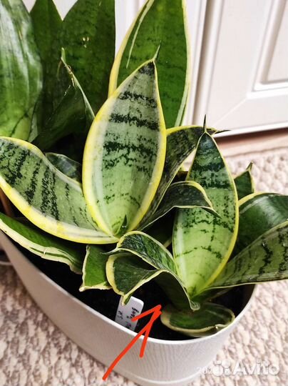 Сансевиерии Ханни и не только. 17 сортов