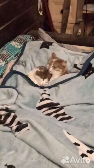 Передержка животных