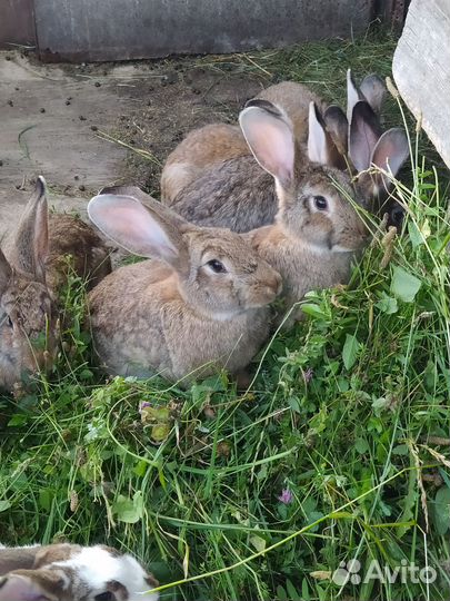 Продажа кроликов