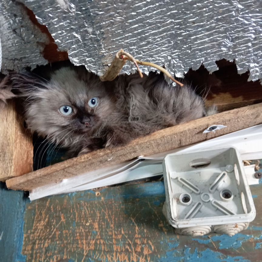 Котята в добрые руки бесплатно мальчик