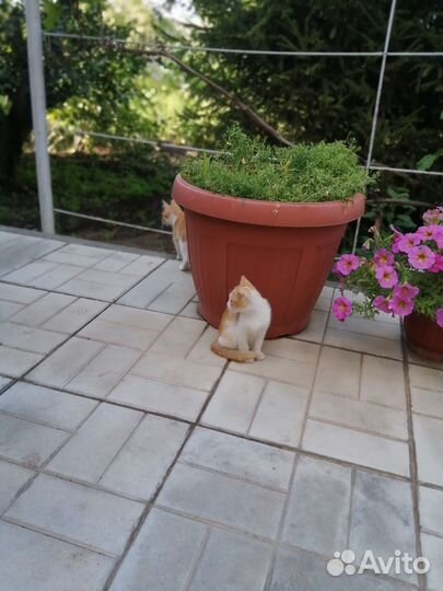 Котята отдам в добрые руки бесплатно