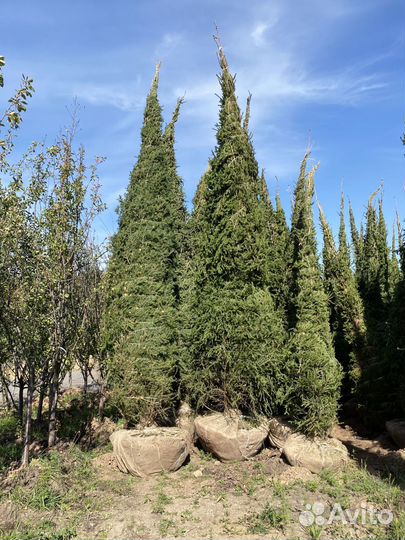 Сосна обыкновенная 3,6 м