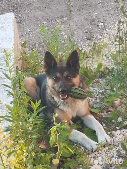 Собачка в беде