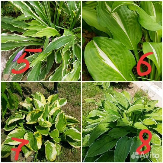 Хоста.Много видов.Есть редкие