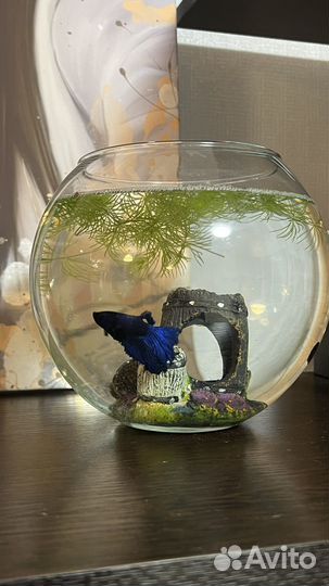 Рыбка петушок самец