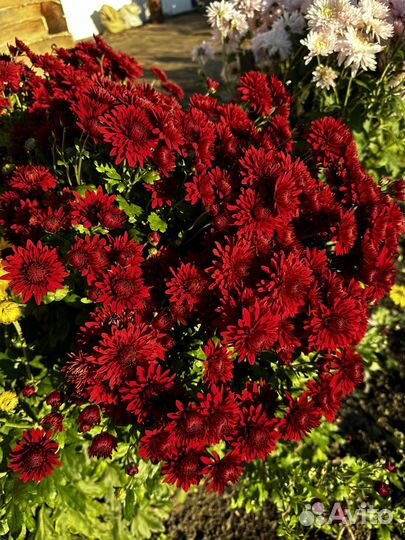 Хризантемы
