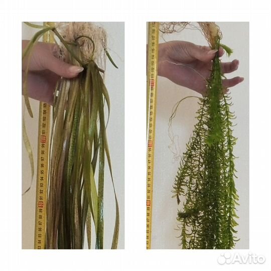 Аквариумные растения