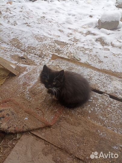 Котенок мальчик в добрые руки