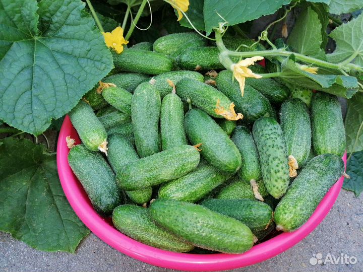 Солёные хрустящие огурчики из своего огорода