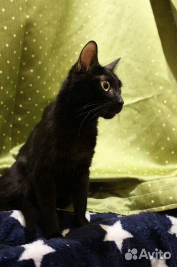 Черная кошка девочка