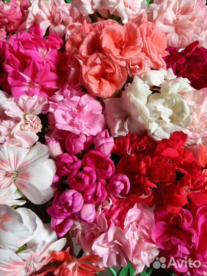 Пеларгонии