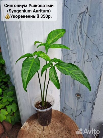 Монстеры,Сингониумы Конфетти,Арон Браун, 36 сортов