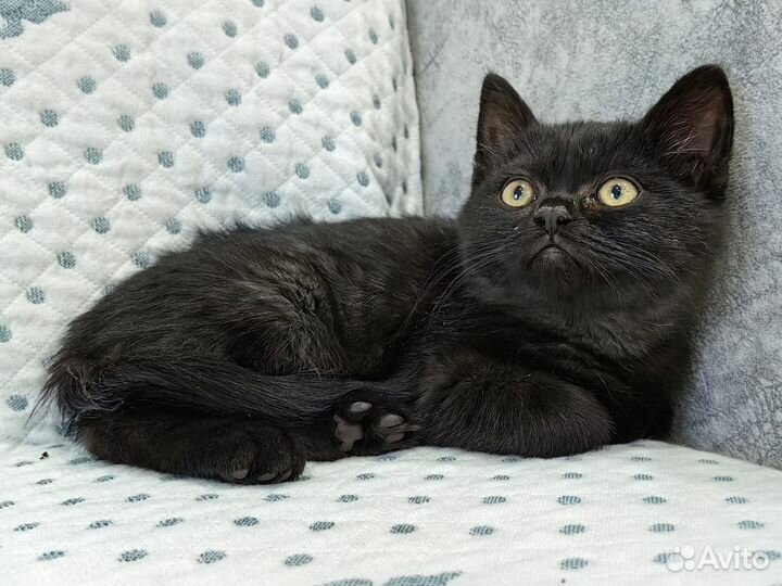 Котенок мальчик в добрые руки