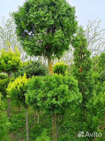 Туя западная, форма шаровидная стриженная