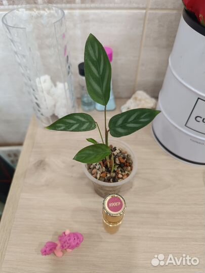 Замиакулькасы и Ко