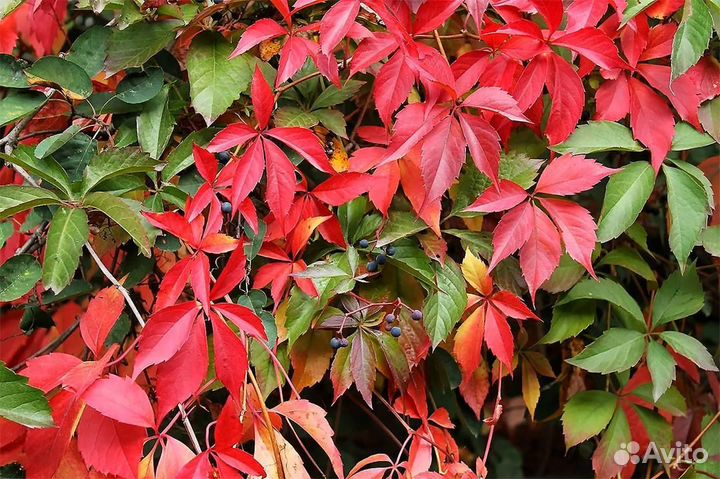 Саженцы девичий виноград