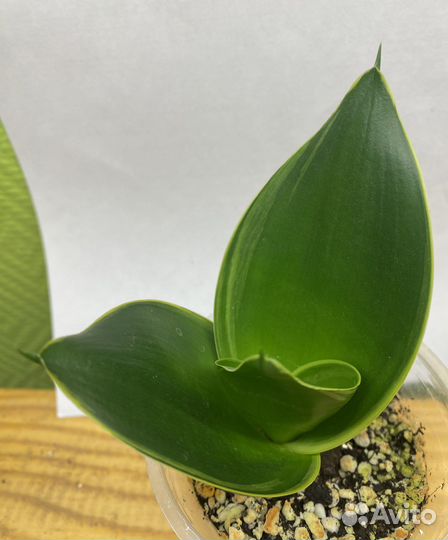 Сансевиерия Ханни