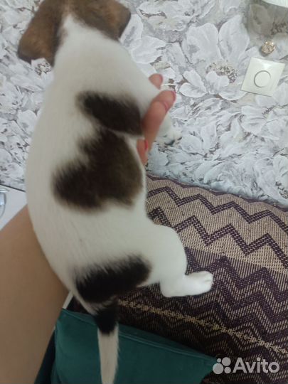 Джек Рассел терьер