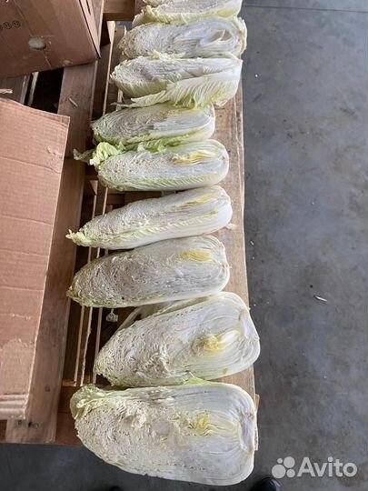 Пекинская капуста оптом