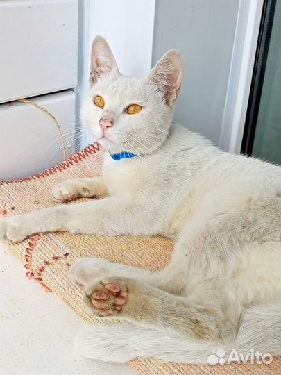 Серж котик в добрые руки