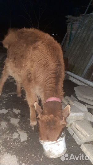 Продается телочка 7 месяцев