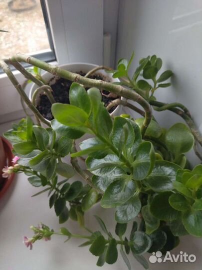 Каланхоэ розовый