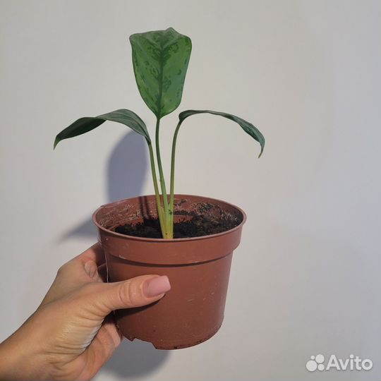 Аглаонема Комнатное растение