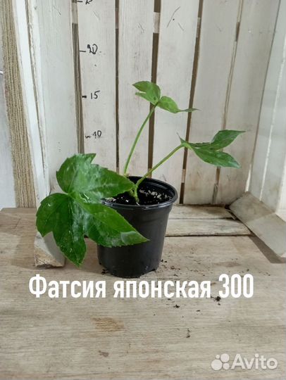 Комнатные цветы растение фатсия японская
