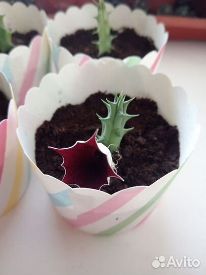 Кактусы и суккуленты