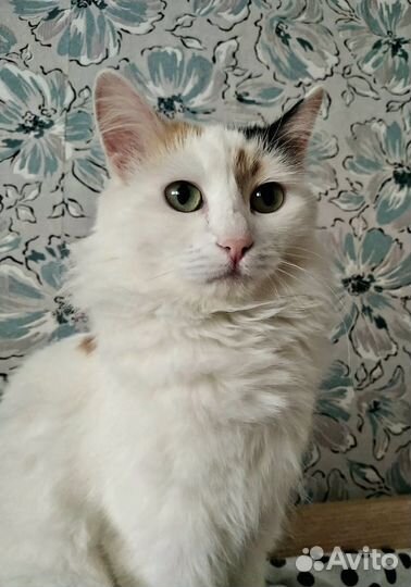 Кошечки в добрые руки