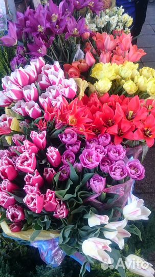 Декоративные растения и кустарники