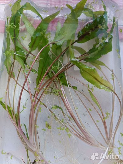 Криптоколина