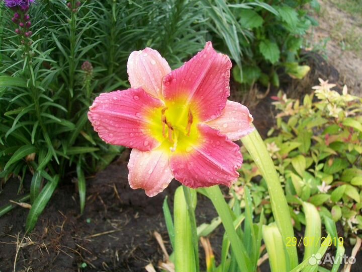 Лилейник Final Touch