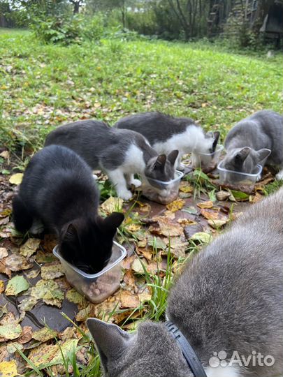 Котята в добрые руки бесплатно