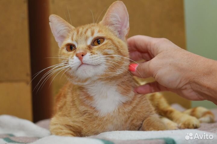 Кот в добрые руки