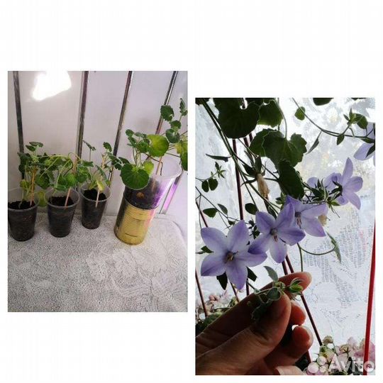 Кампанула (жених)